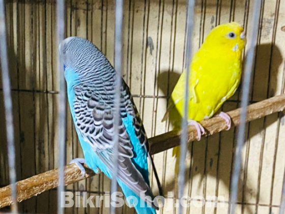 Budgerigar master pair